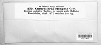 Cucurbitaria elongata image